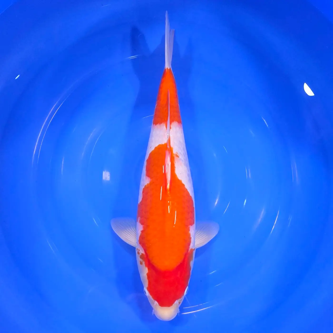Kohaku Momotaro HQ 50cm+Blank Certifikates