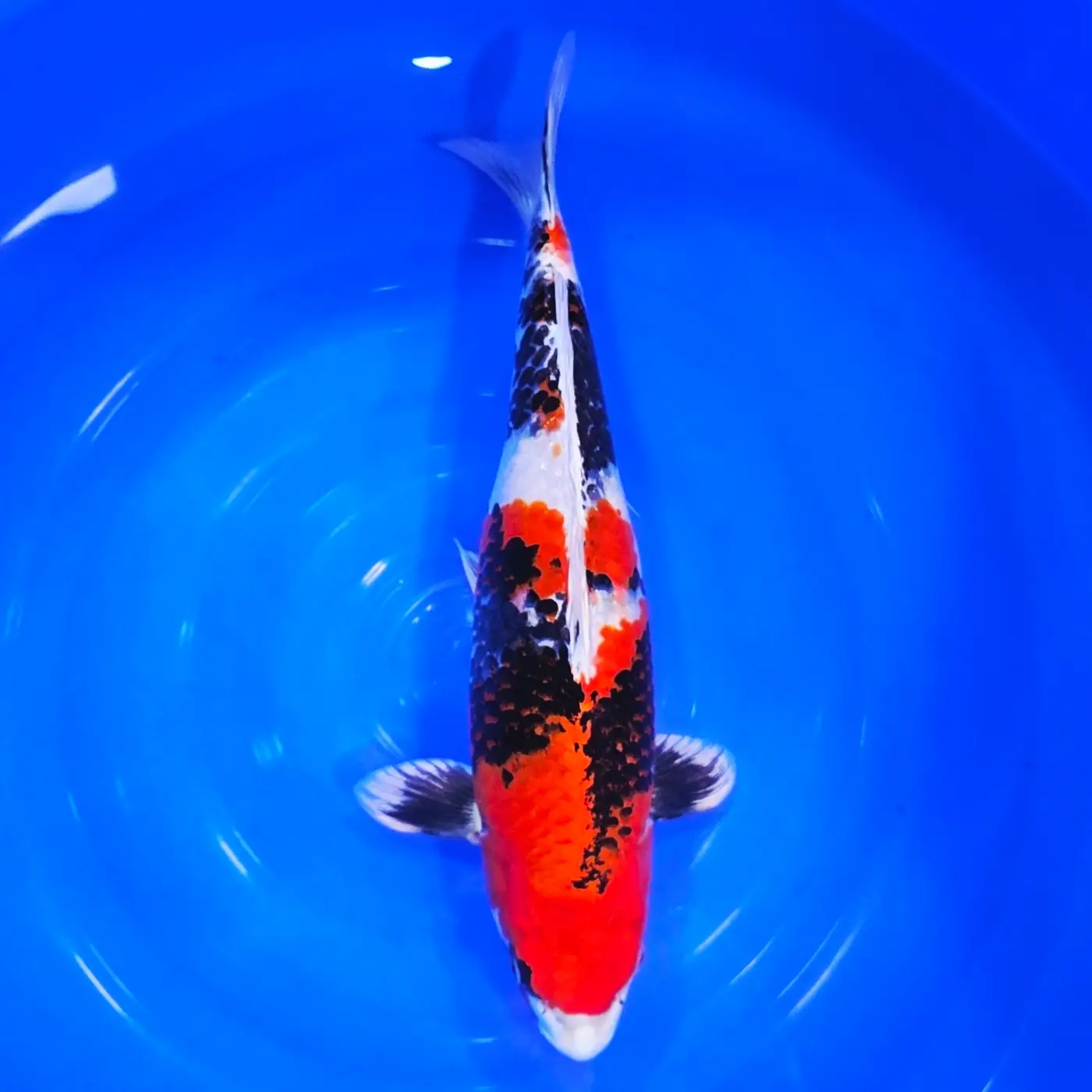 Kin Showa VHQ 49cm