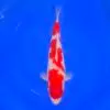 Kohaku HQ 44cm