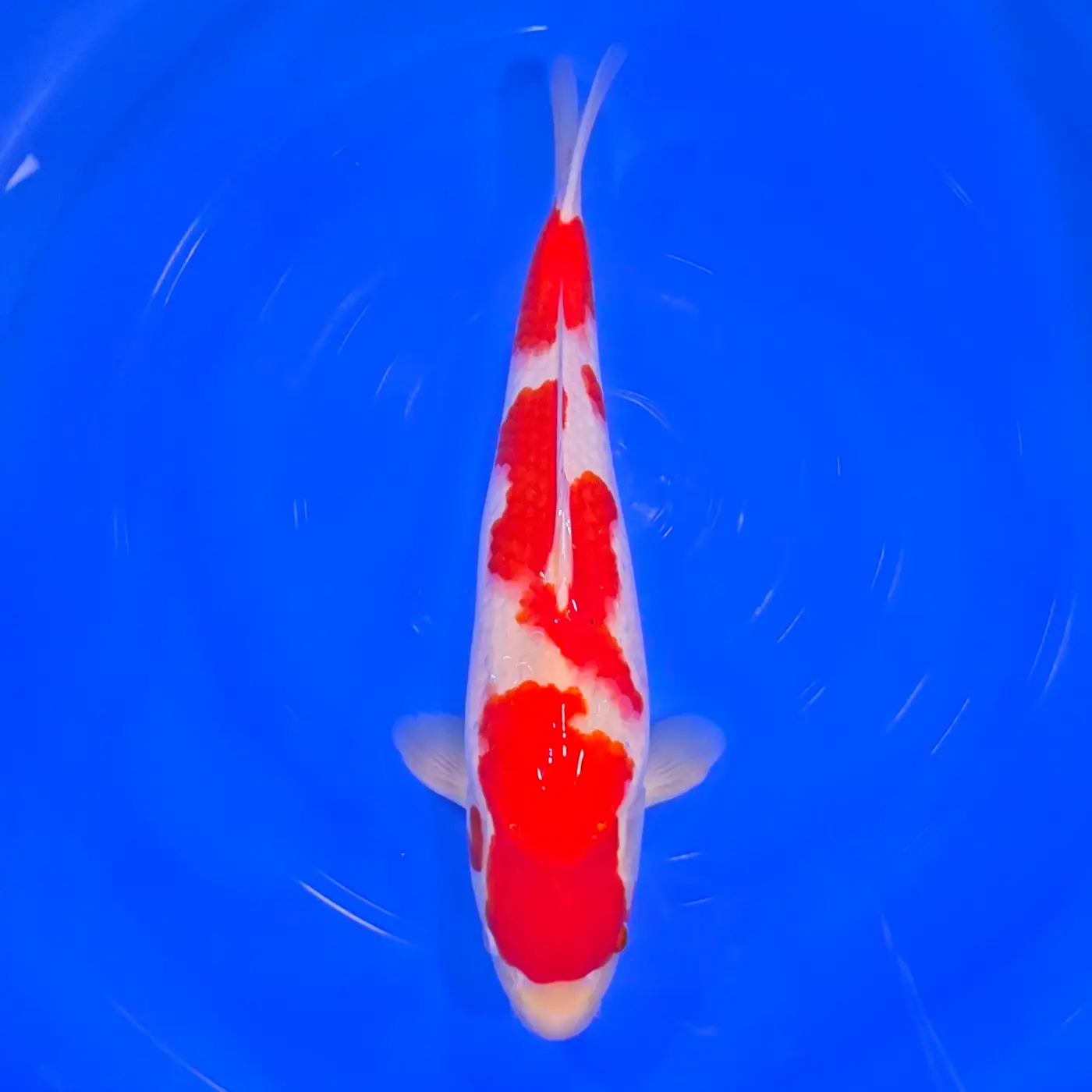 Kohaku HQ 44cm