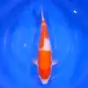 Kohaku Momotaro HQ 48cm+Blank Certifikates