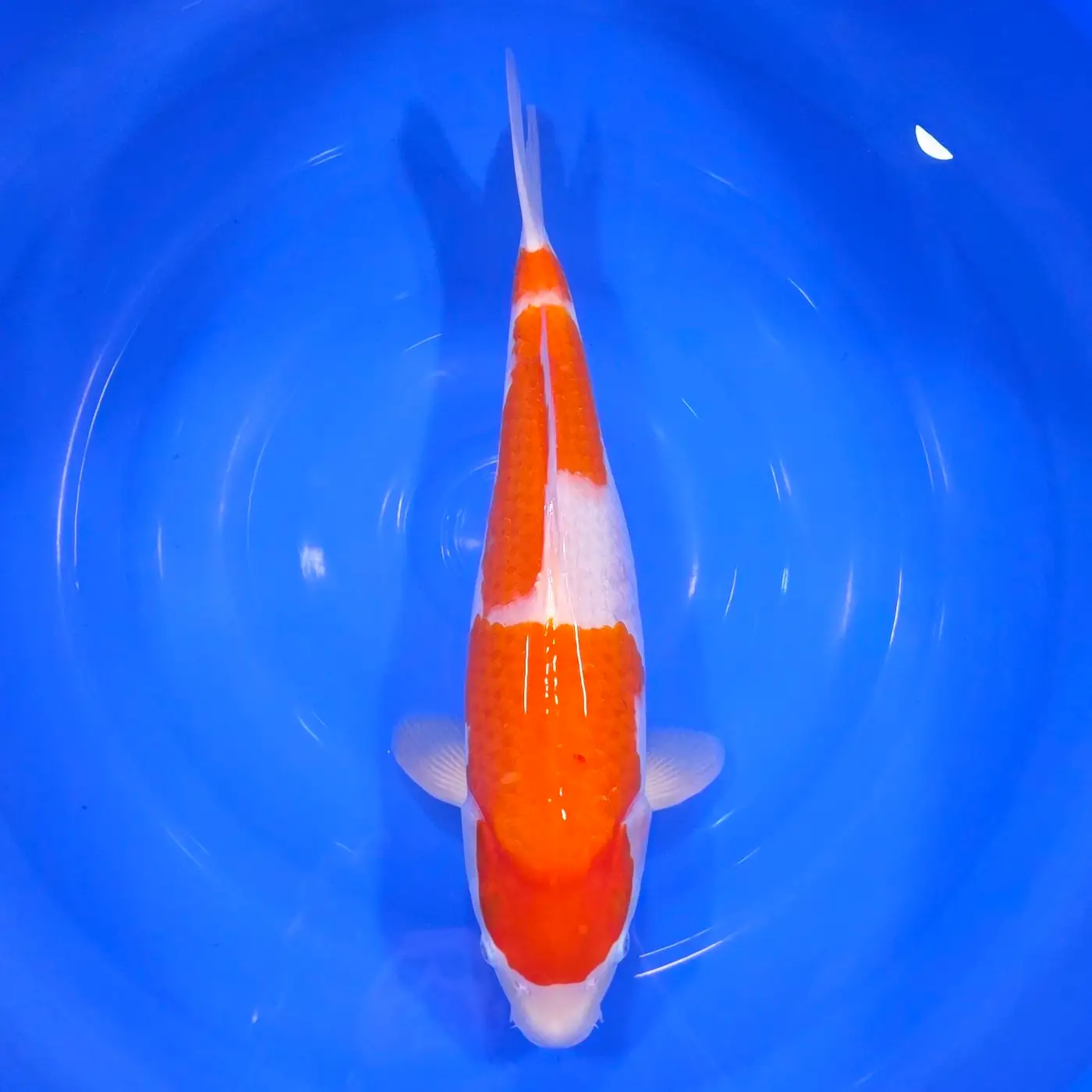 Kohaku Momotaro HQ 48cm+Blank Certifikates