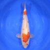 Kohaku 48cm