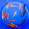 Mix Koi Koda 18-22cm