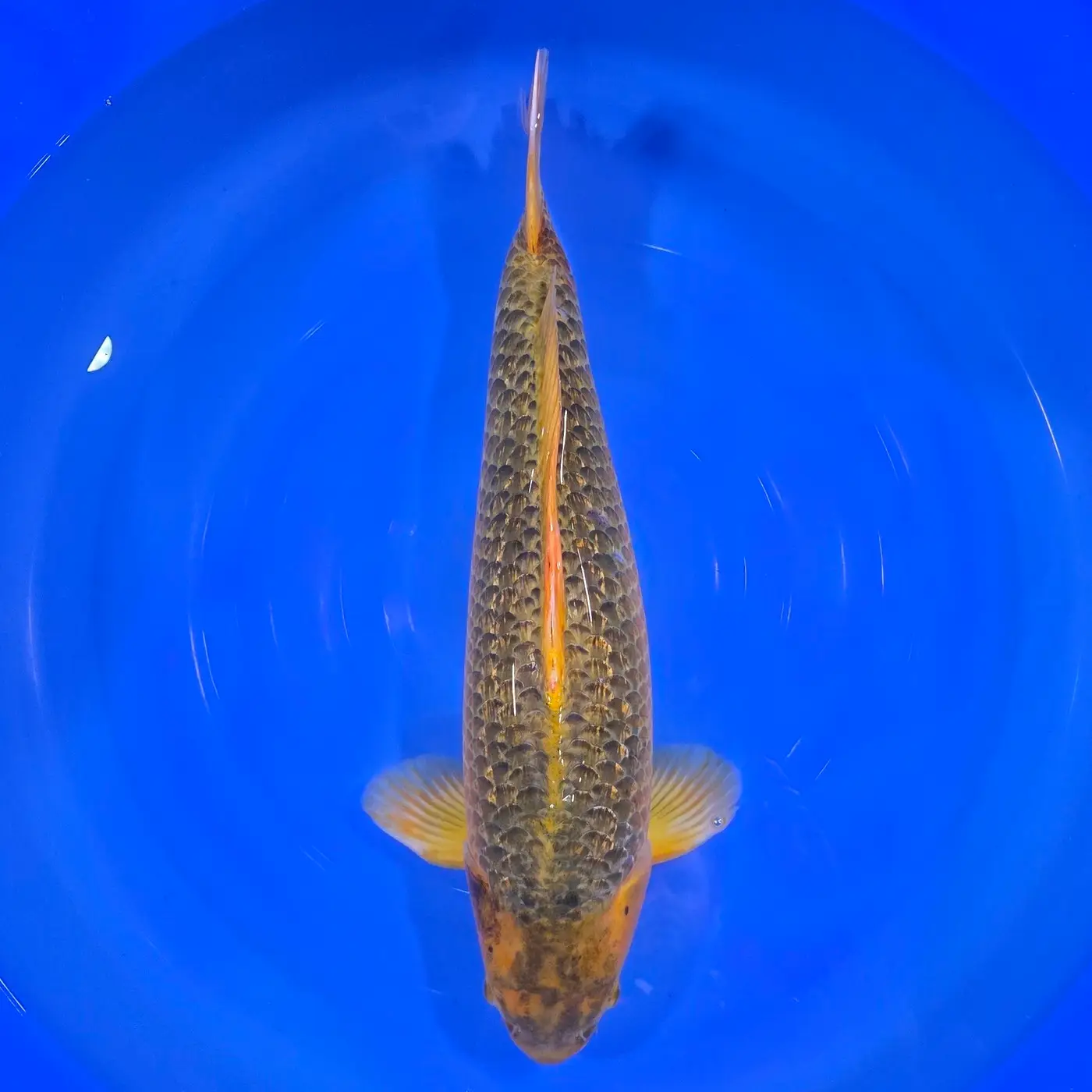 Golden Corn 59cm+Blank Certifikates Hodowcy - obrazek 2