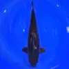 Dainichi Dark Chagoi Gin Rin 59cm