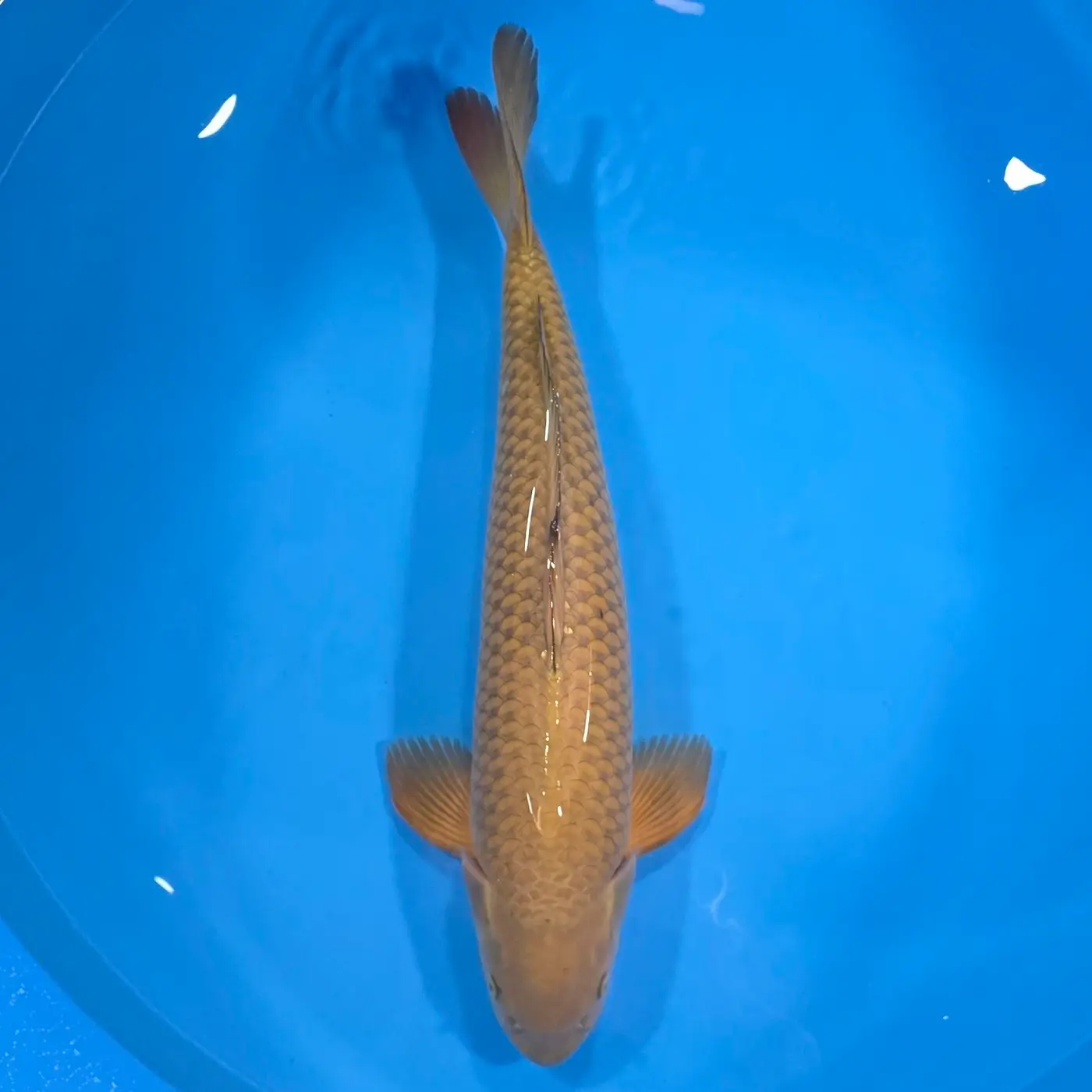Chagoi 65cm Samiec