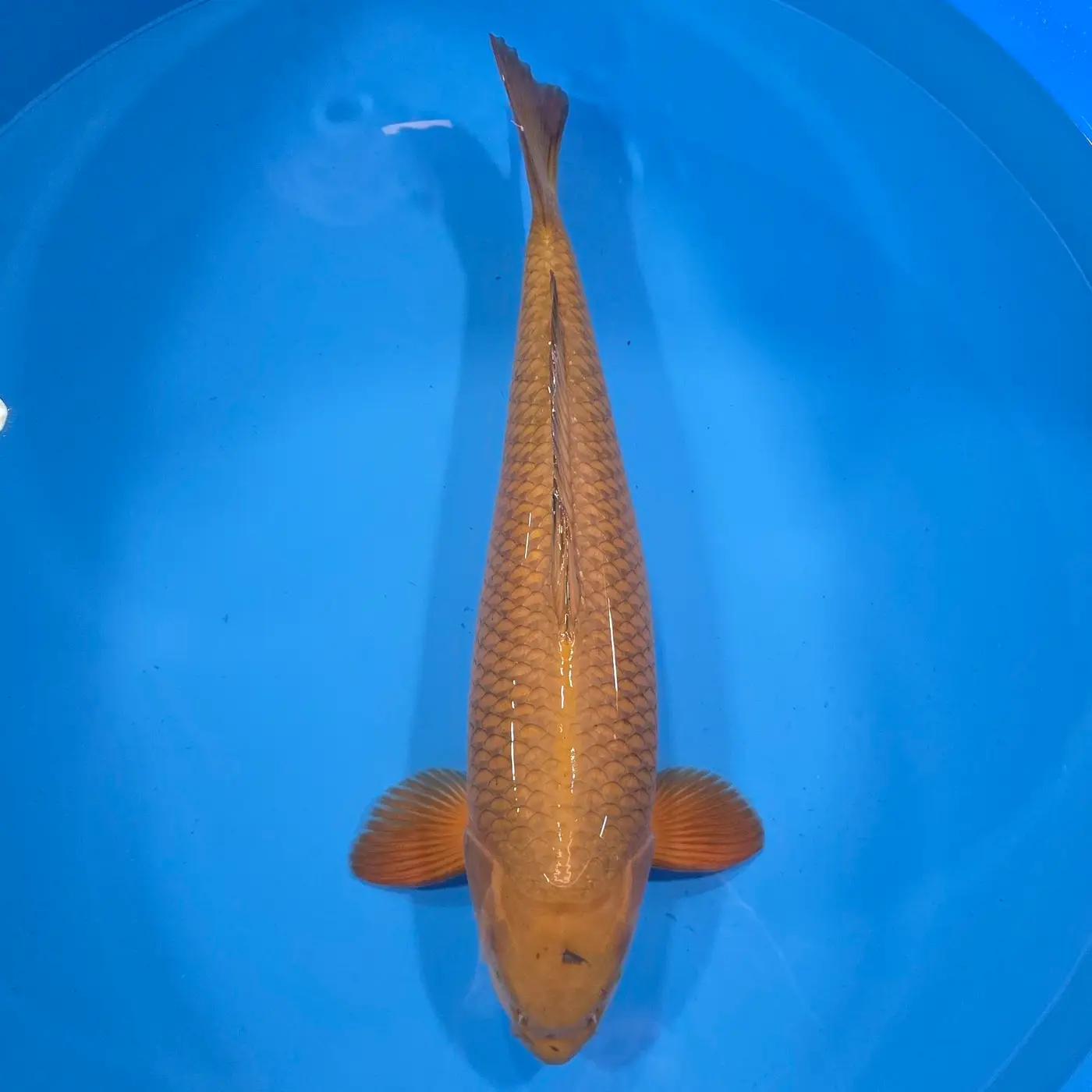 Chagoi 68cm