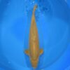 Chagoi 66cm