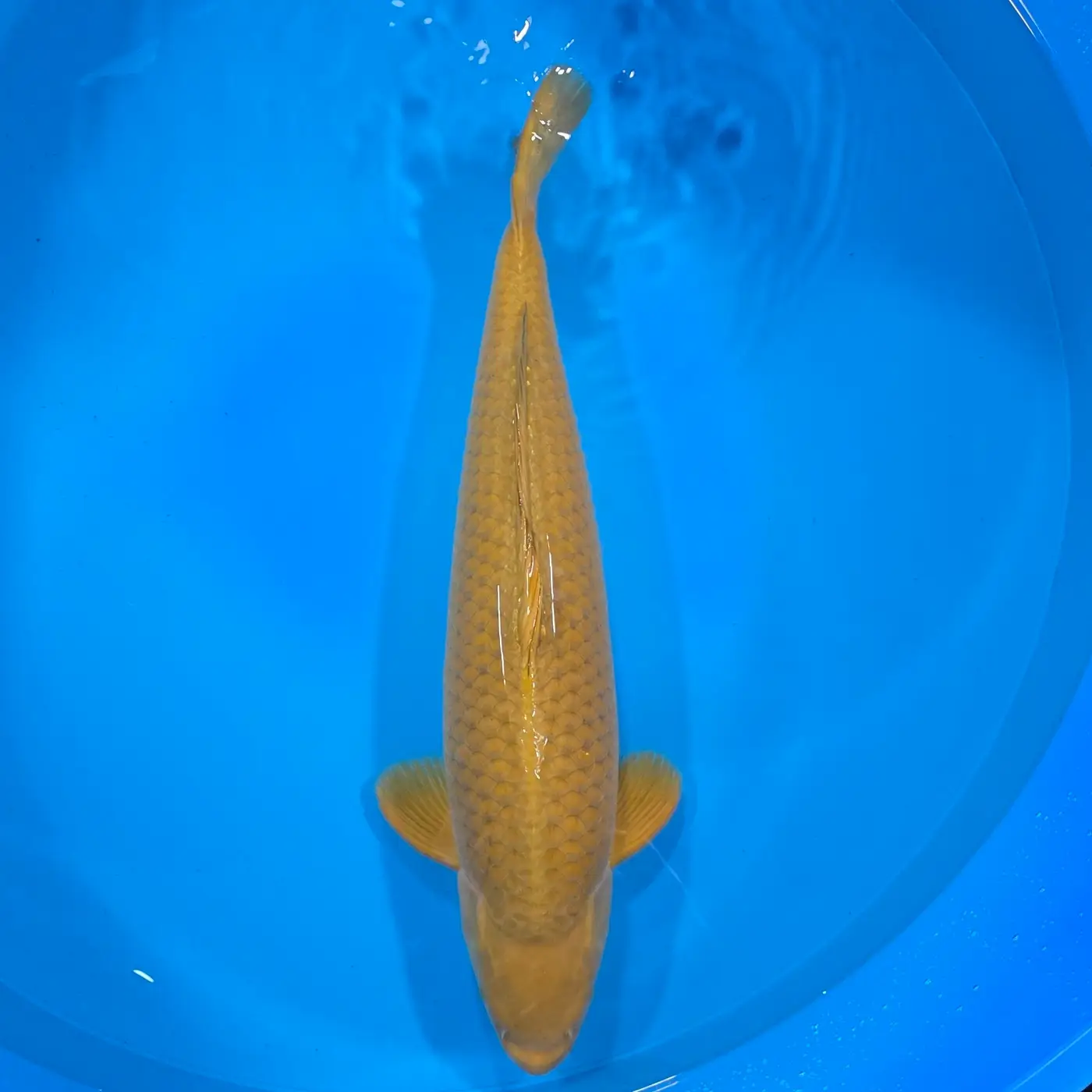 Chagoi 66cm