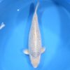 Golden Corn HQ 68cm + Certyfikat Hodowcy REZERWACJA!
