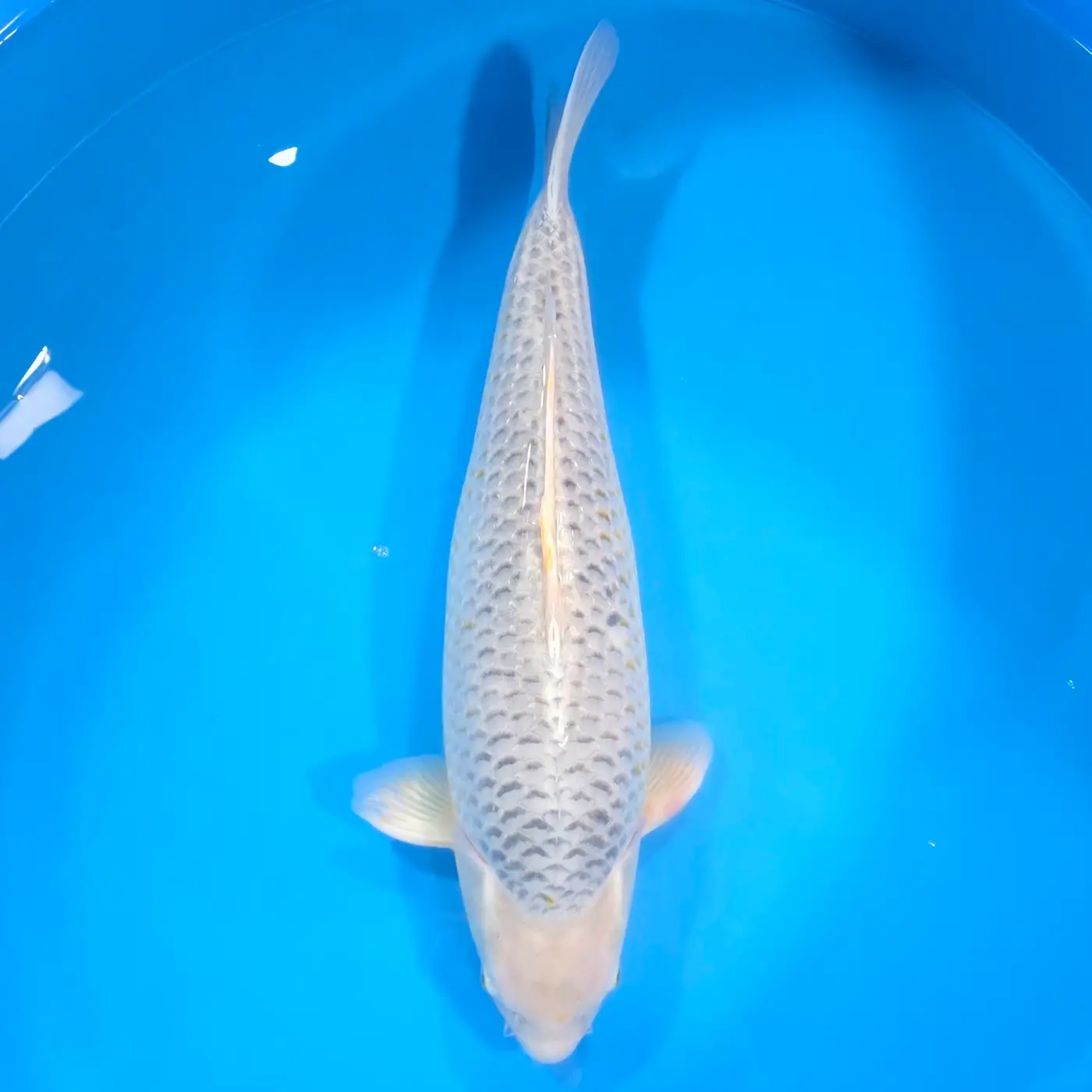 Golden Corn HQ 68cm + Certyfikat Hodowcy REZERWACJA!