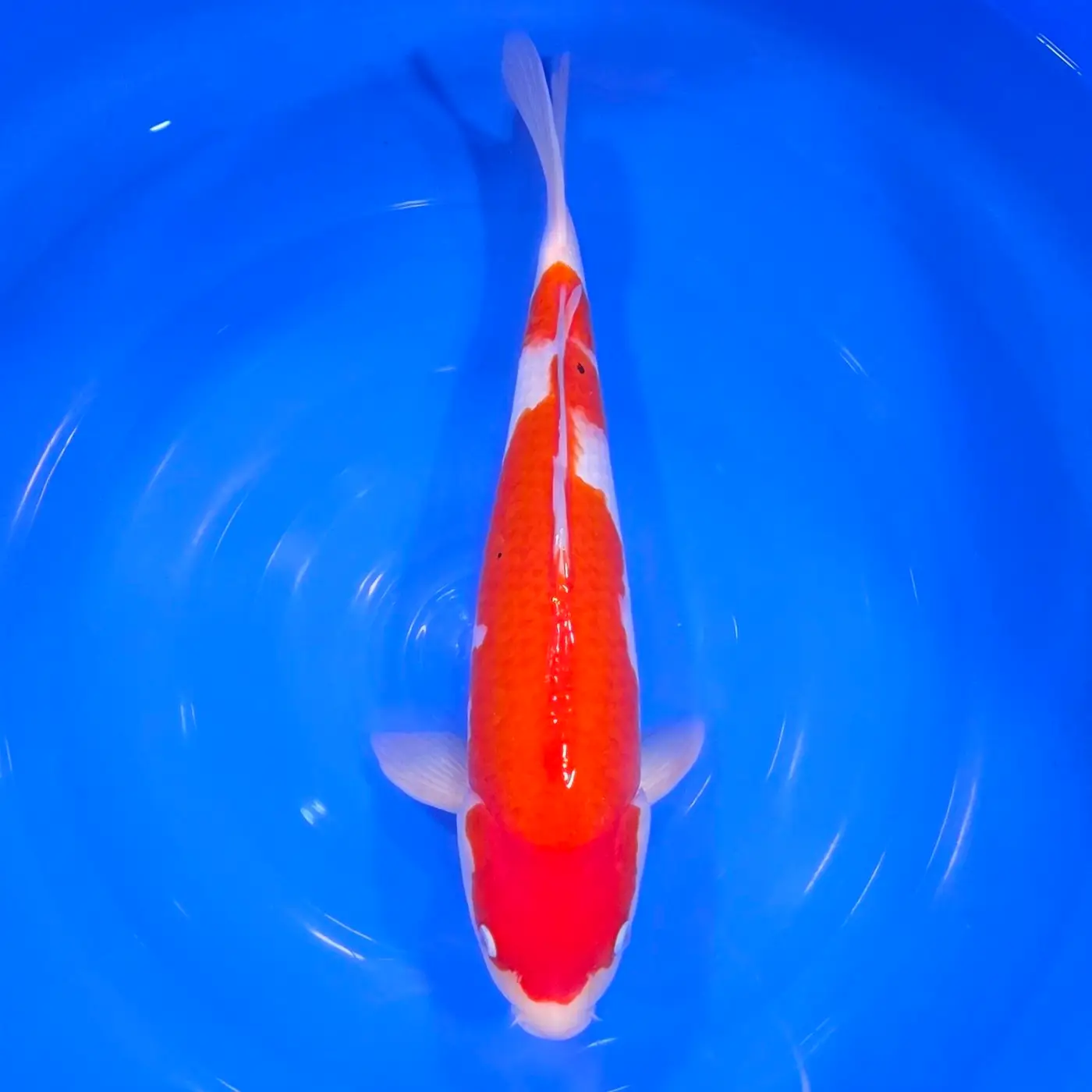 Kohaku 46cm