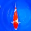 Kohaku Momotaro HQ 48cm+Blank Cerifikates
