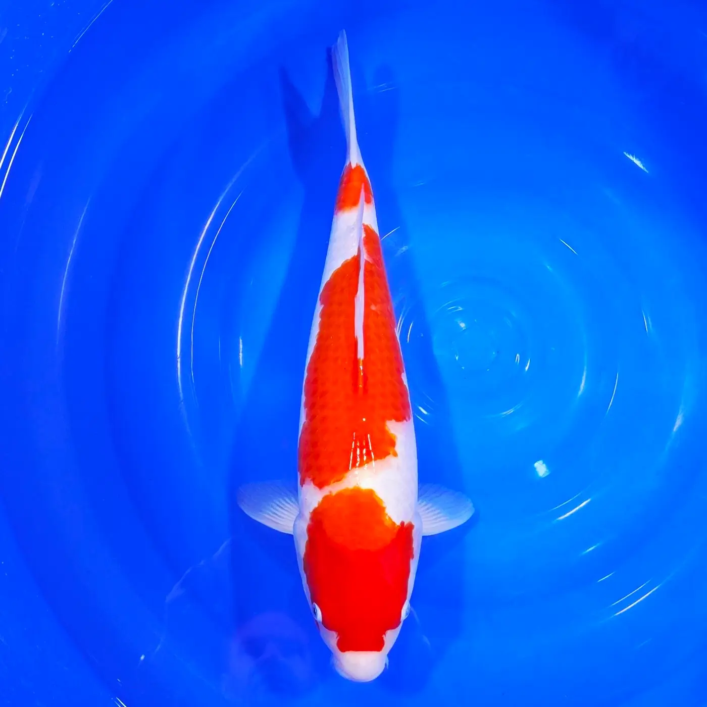 Kohaku Momotaro HQ 48cm+Blank Cerifikates