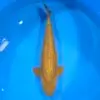 Chagoi Gin Rin 71cm