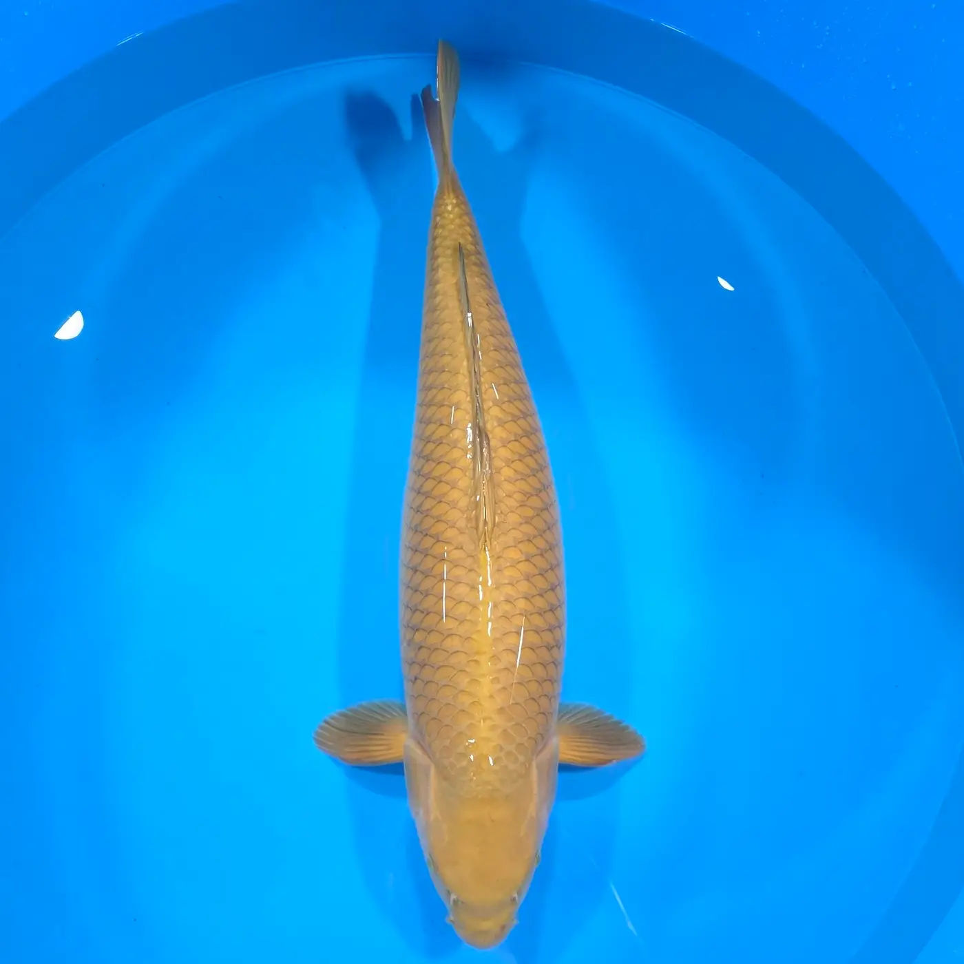 Chagoi 75cm