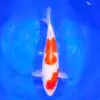 Kohaku 40cm