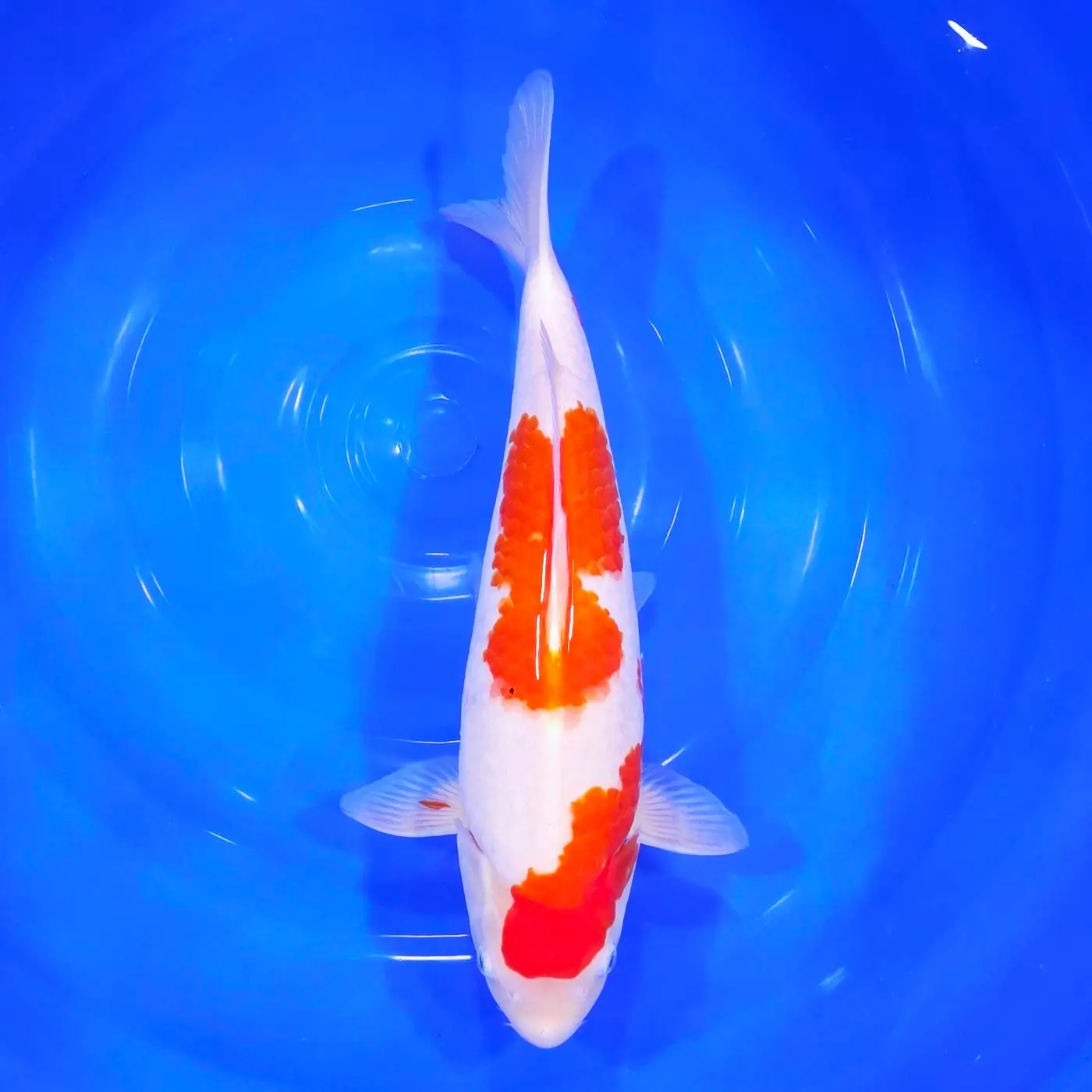 Kohaku 40cm