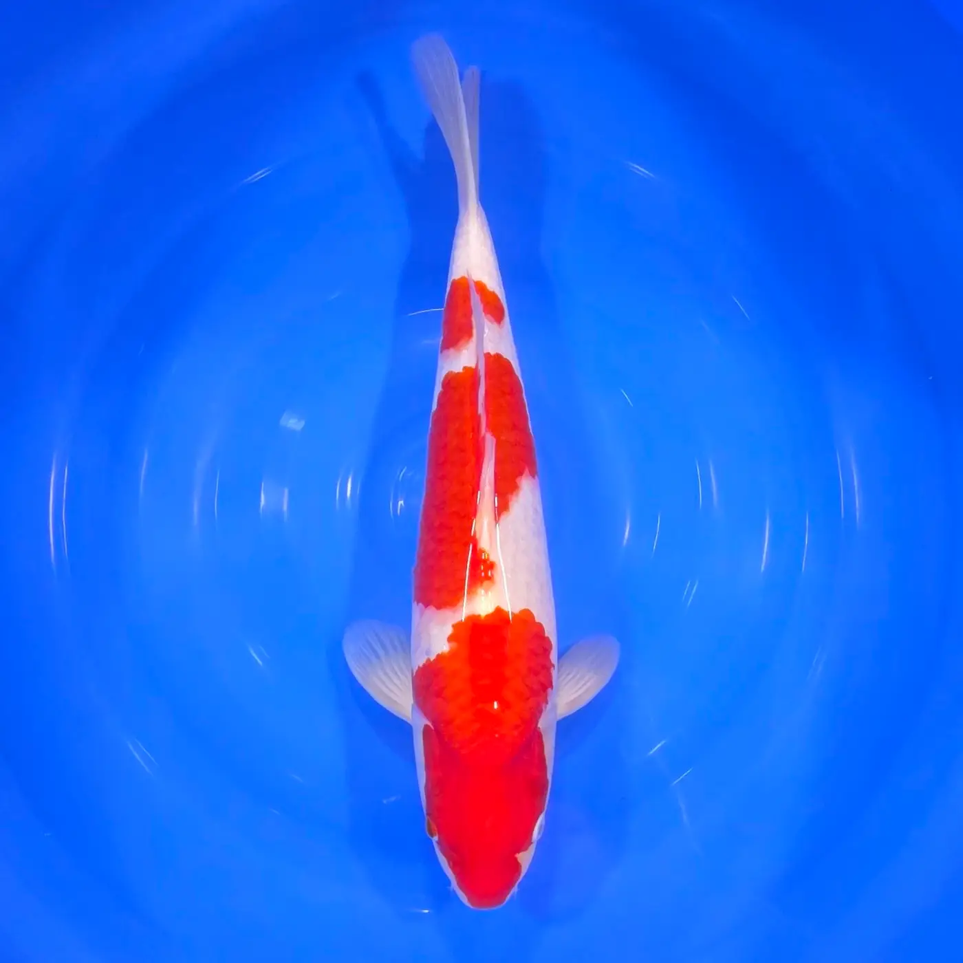 Kohaku 47cm SPRZEDANY!