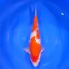 Kohaku Momotaro HQ 49cm+Blank Certifikates REZERWACJA!