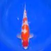 Kohaku Momotaro HQ 48cm+Blank Certificates