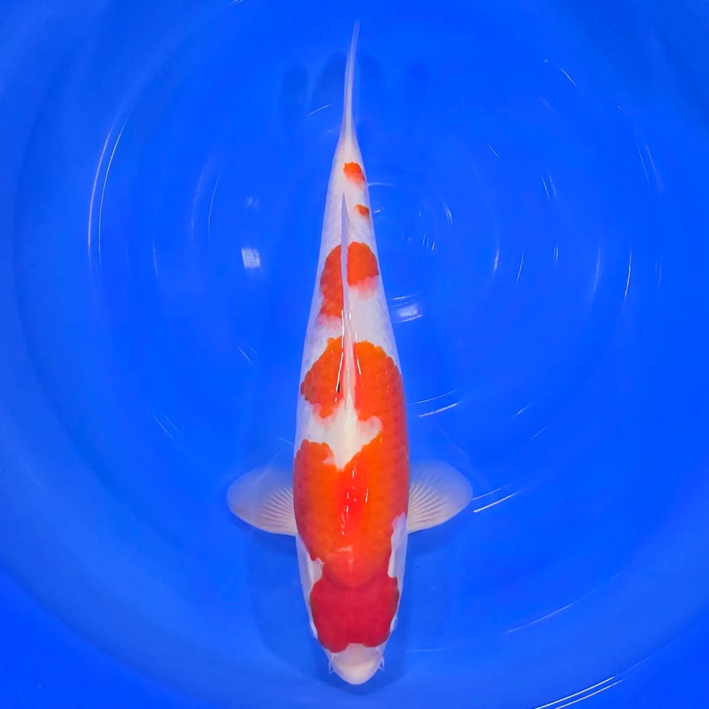 Kohaku Momotaro HQ 48cm+Blank Certificates