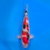 Jumbo Tosai Showa 48cm (Sakai x Dainichi)