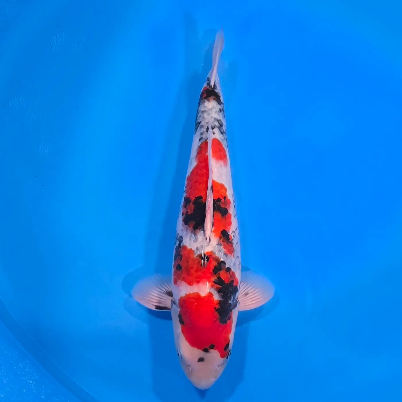 Jumbo Tosai Showa 48cm (Sakai x Dainichi)