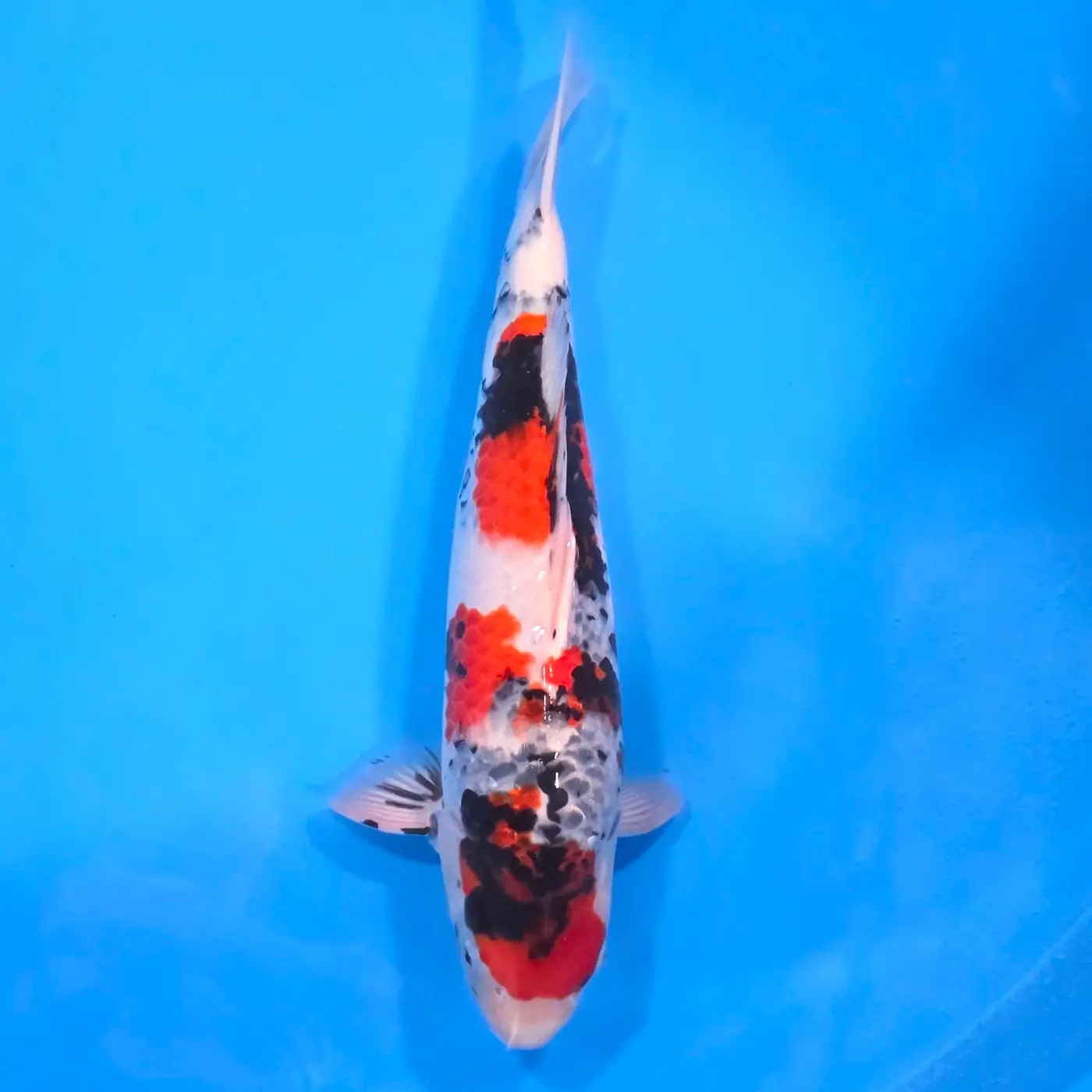 Jumbo Tosai Showa 45cm (Sakai x Dainichi)