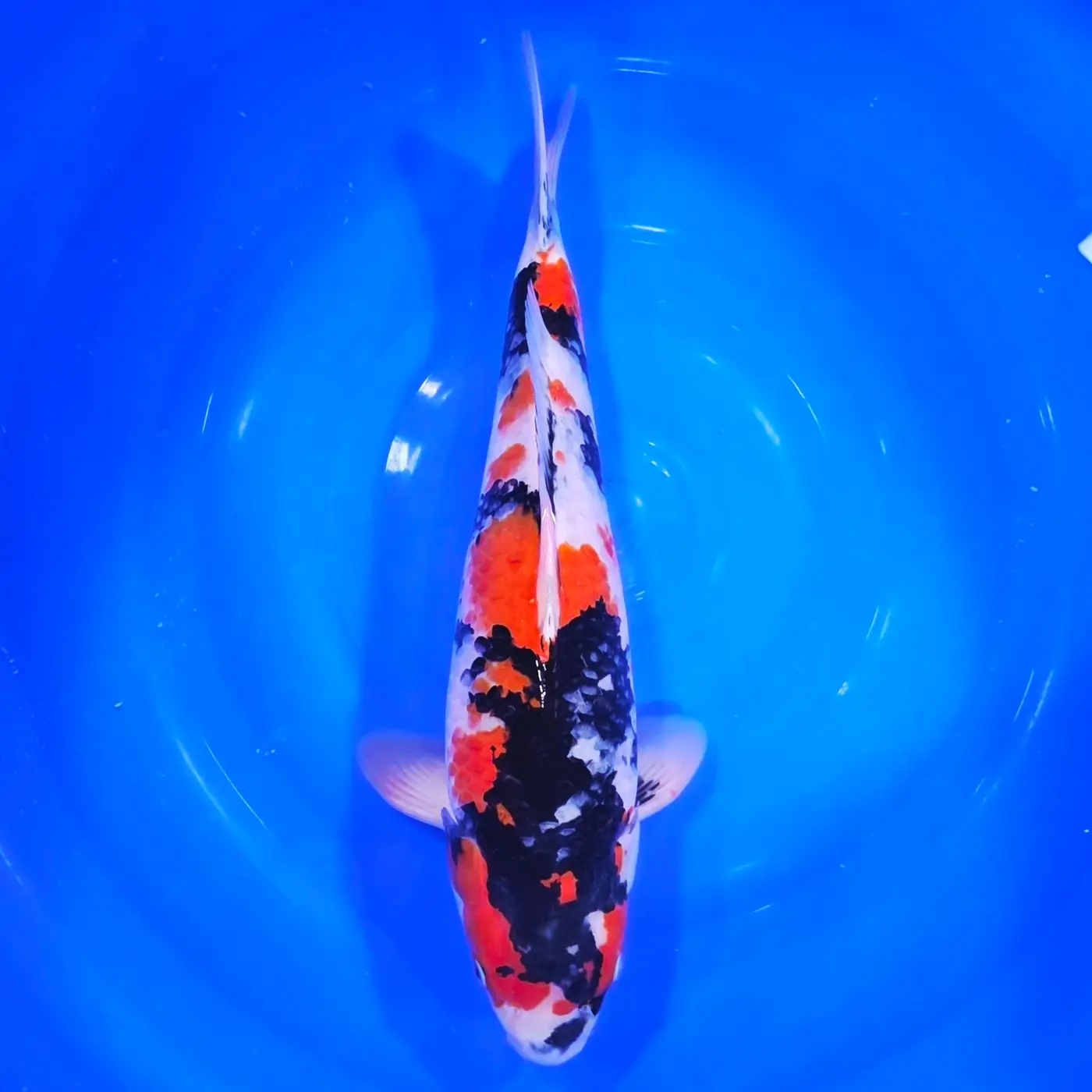 Showa HQ 46cm ( Izumiya x Dainichi )