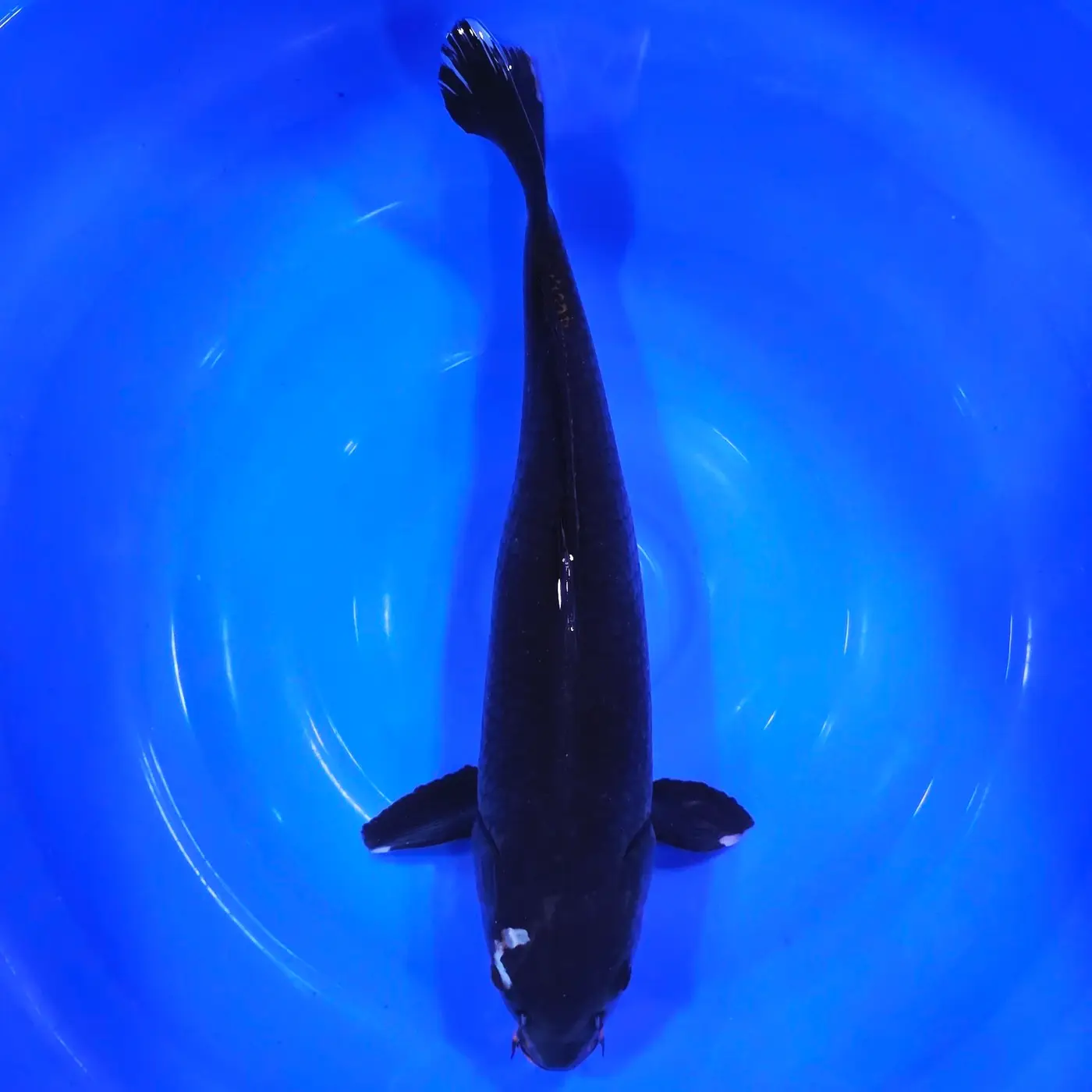 Karasugoi 50cm