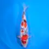 Jumbo Tosai Showa 43cm (Sakai x Dainichi)