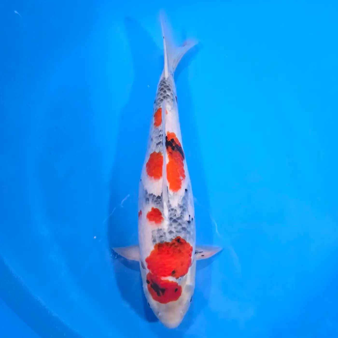 Jumbo Tosai Showa 43cm (Sakai x Dainichi)