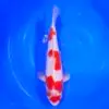 Jumbo Tosai Kohaku Murata 35cm + Certyfikat