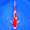 Kohaku Tateshita 41cm