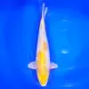 Jumbo Tosai Momotaro Hariwake HQ 38cm+Blank Certifikates