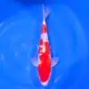 Kohaku Tateshita 45cm