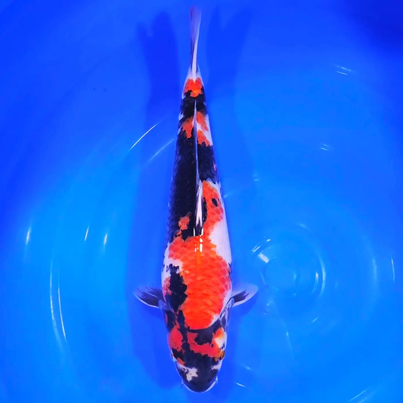 Jumbo Tosai Showa HQ Isa 37cm + Certyfikat