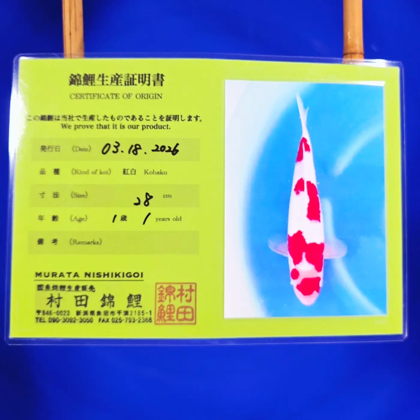 Jumbo Tosai Kohaku Murata 35cm + Certyfikat - obrazek 2