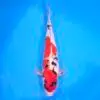 Jumbo Tosai Showa 46cm (Sakai x Dainichi)