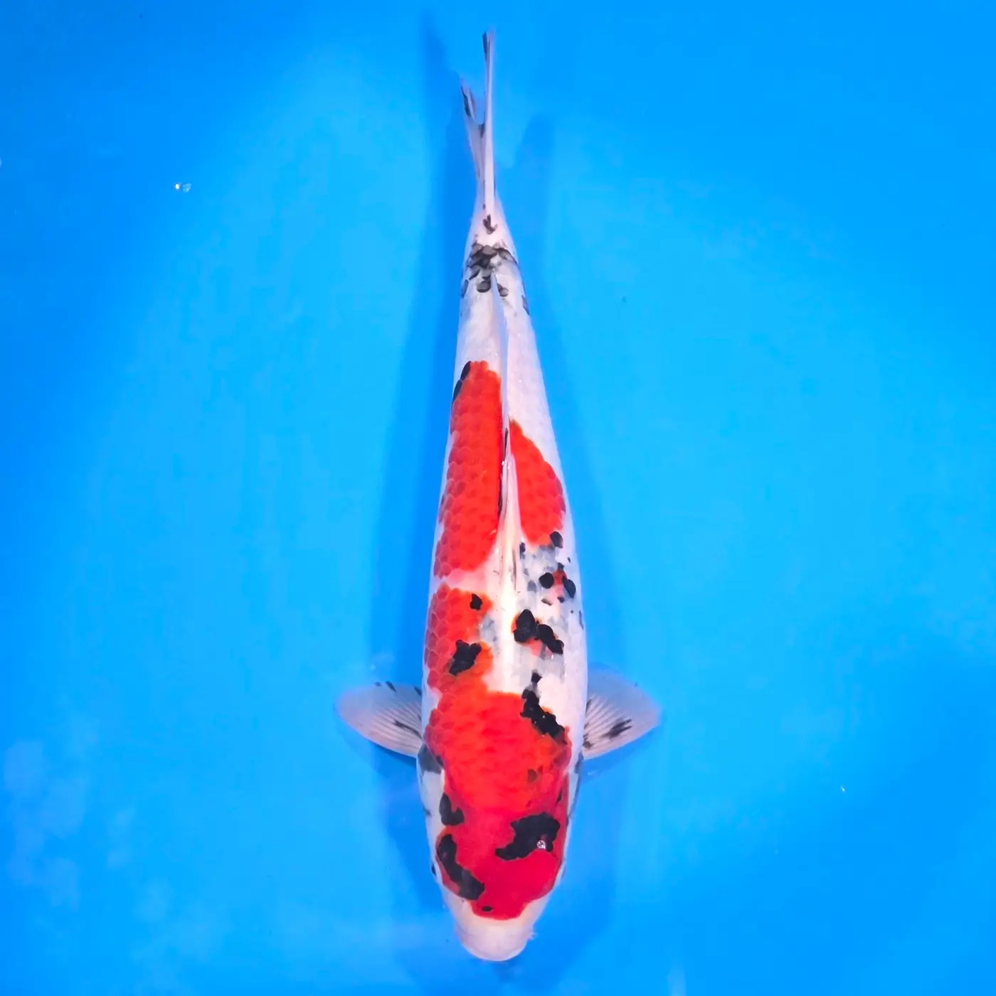 Jumbo Tosai Showa 46cm (Sakai x Dainichi)