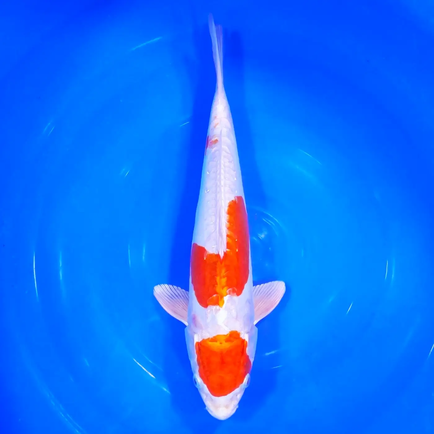 Kikusui Maruten 36cm
