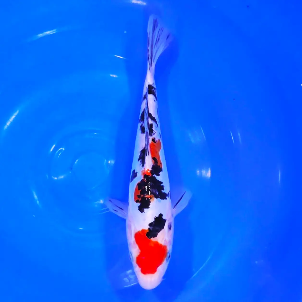 Sanke Maruten Doitsu Tateshita 25cm