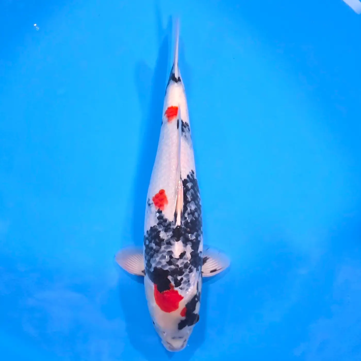 Jumbo Tosai Showa 46cm (Sakai x Dainichi)