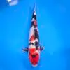 Jumbo Tosai Showa 51cm (Sakai x Dainichi) SPRZEDANY!