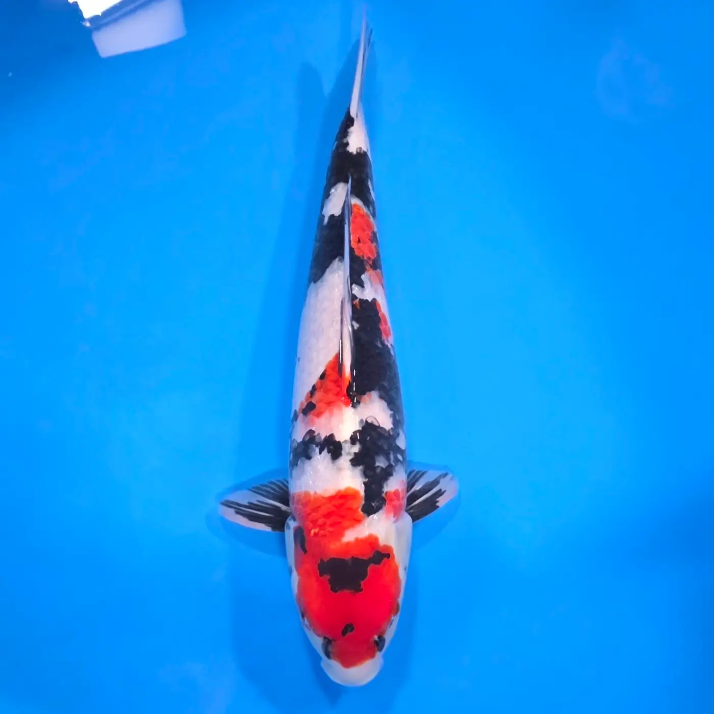 Jumbo Tosai Showa 51cm (Sakai x Dainichi) SPRZEDANY!