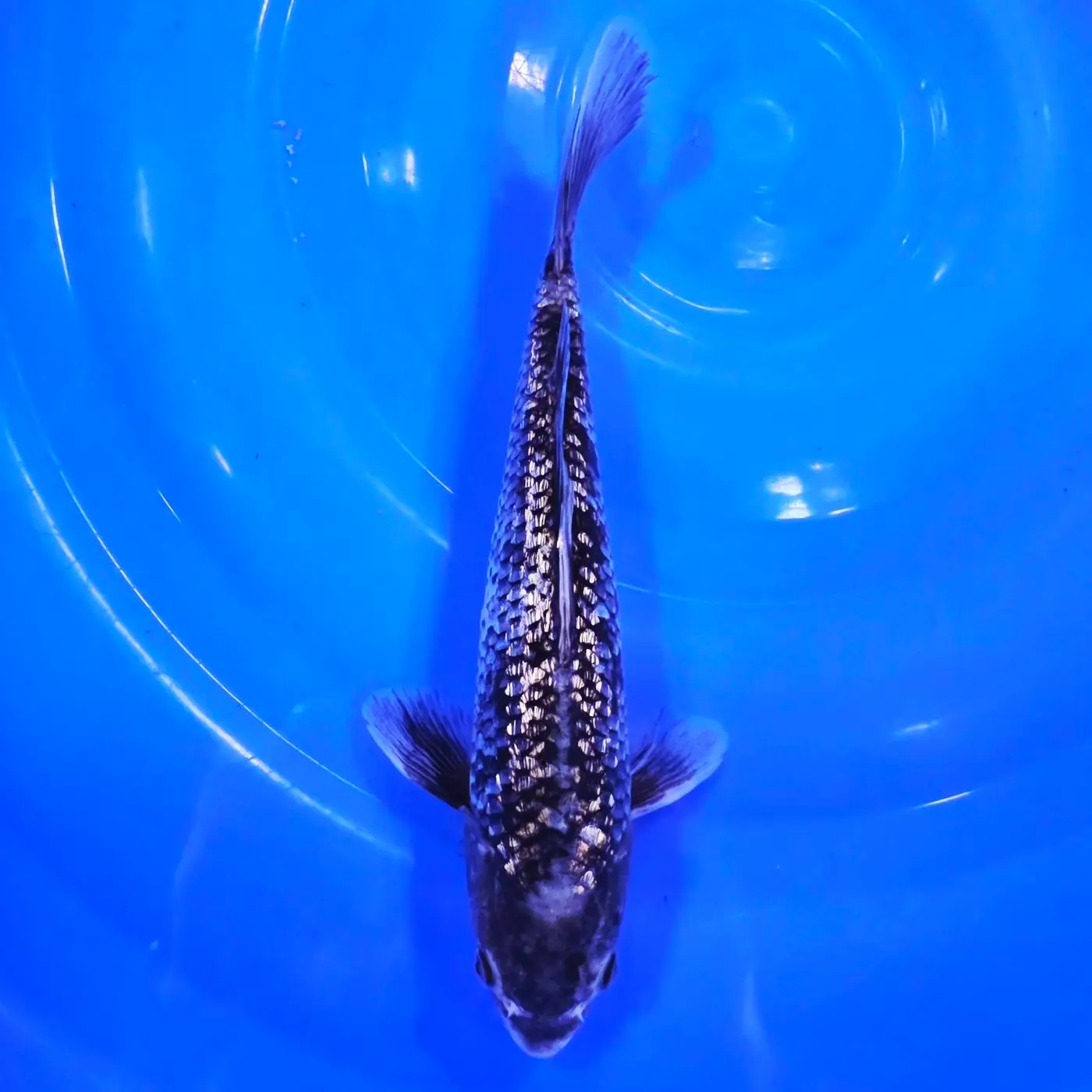 Black Diamond 28cm