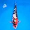 Jumbo Tosai Showa 52cm (Sakai x Dainichi) SPRZEDANY!