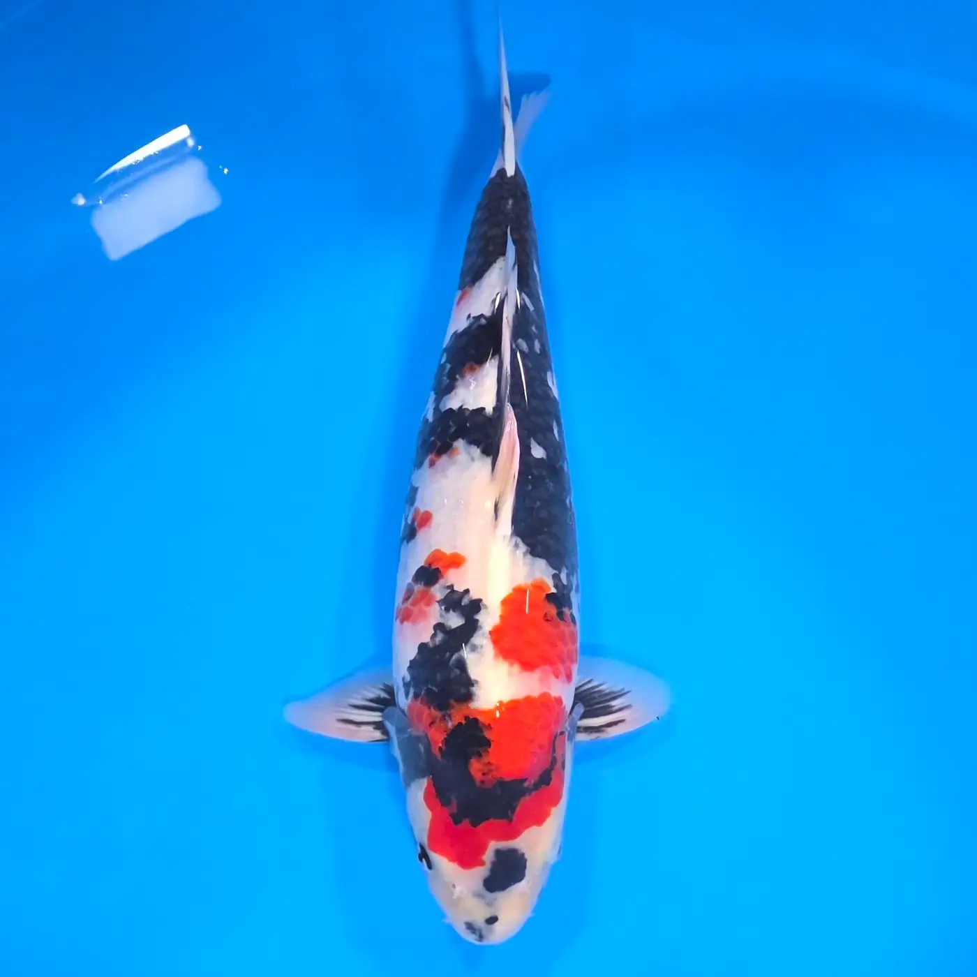 Jumbo Tosai Showa 52cm (Sakai x Dainichi) SPRZEDANY!